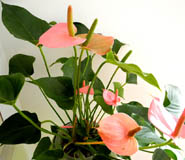 湖北武漢鮮花花店植物租擺公司 湖北武漢鮮花花店植物租擺公司