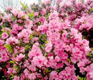湖北武漢鮮花花店植物租擺公司 湖北武漢鮮花花店植物租擺公司
