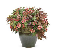 湖北武漢鮮花花店植物租擺公司 湖北武漢鮮花花店植物租擺公司